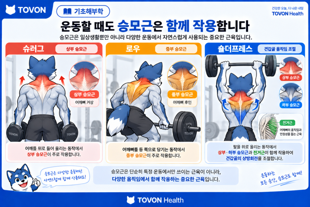 슈러그와 로우와 숄더프레스에서 승모근이 사용되는 모습
