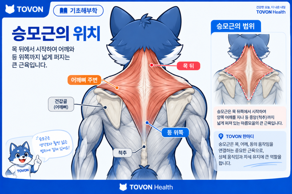 목 뒤에서 어깨와 등까지 이어지는 승모근의 위치와 형태