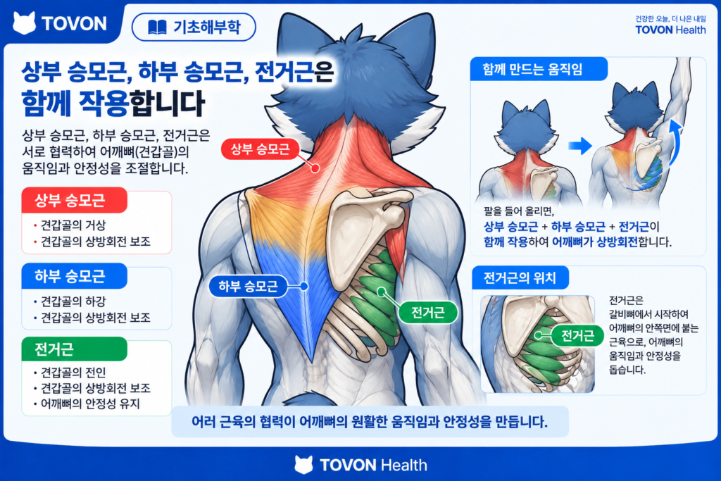 상부와 중부와 하부 승모근과 전거근의 협력으로 어깨뼈를 조절하는 모습