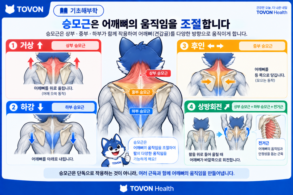 승모근이 어깨뼈의 거상과 하강과 후인과 상방회전에 관여하는 모습