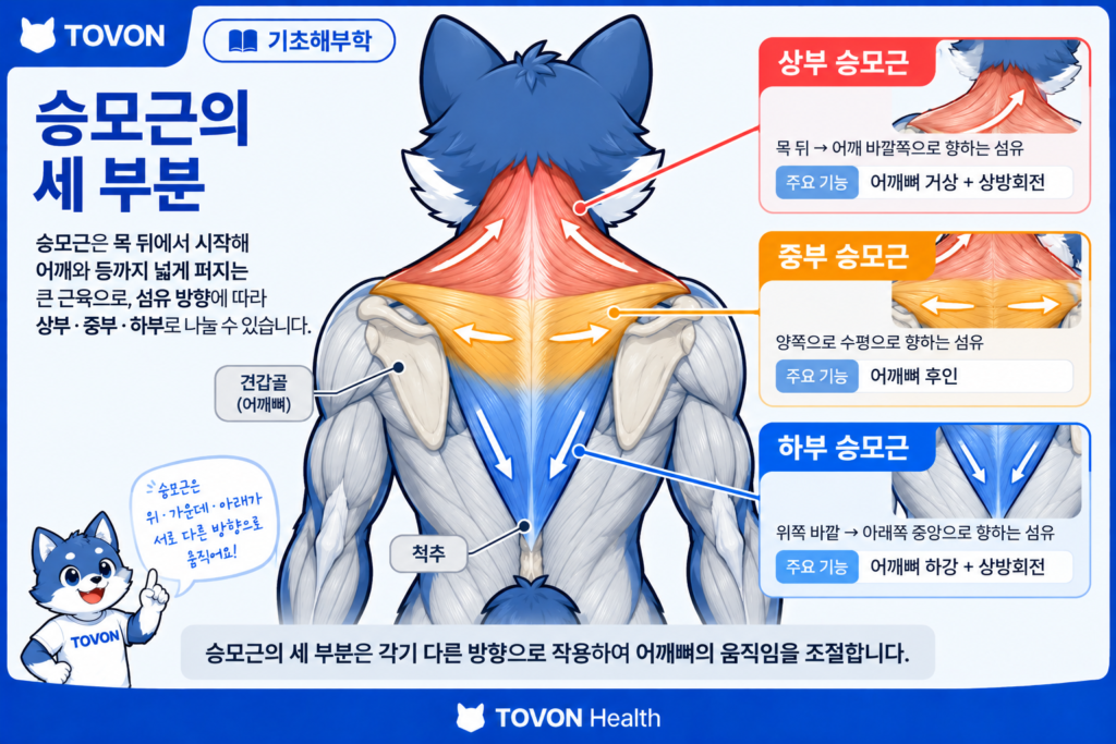 목 뒤에서 어깨와 등까지 이어지는 승모근의 위치와 형태